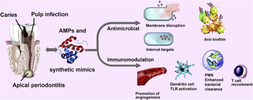 Redefining Endodontic Treatment with Antimicrobial Peptides